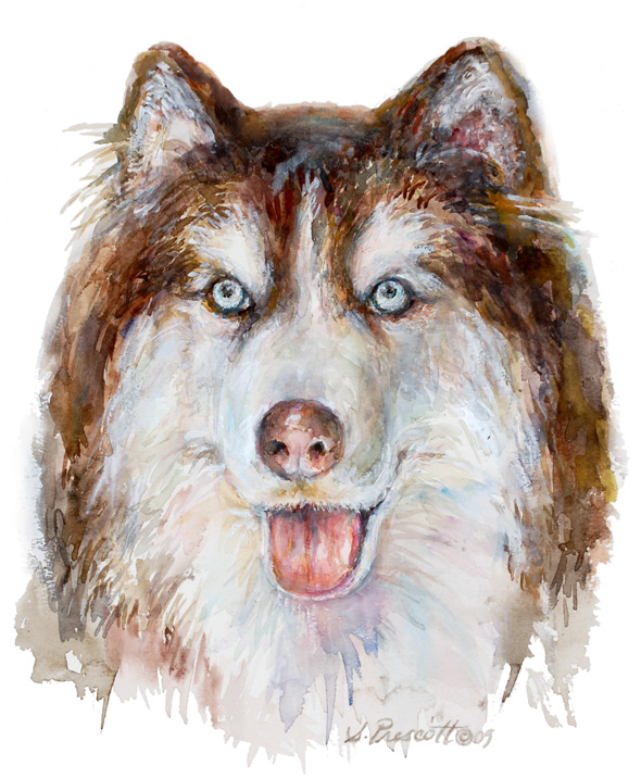 Siberian Husky - Milo