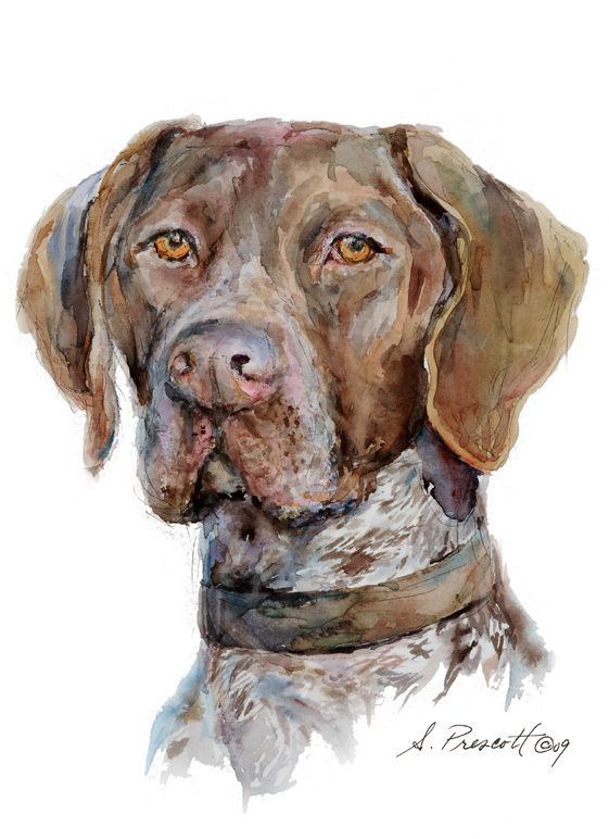 German Shorthaired Pointer
