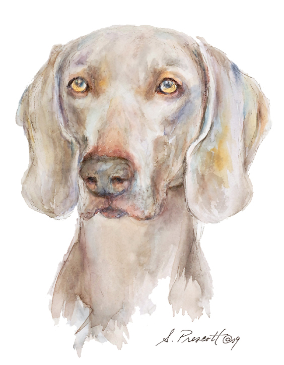 Wiemaraner - Leila Wiemaraner - Leila