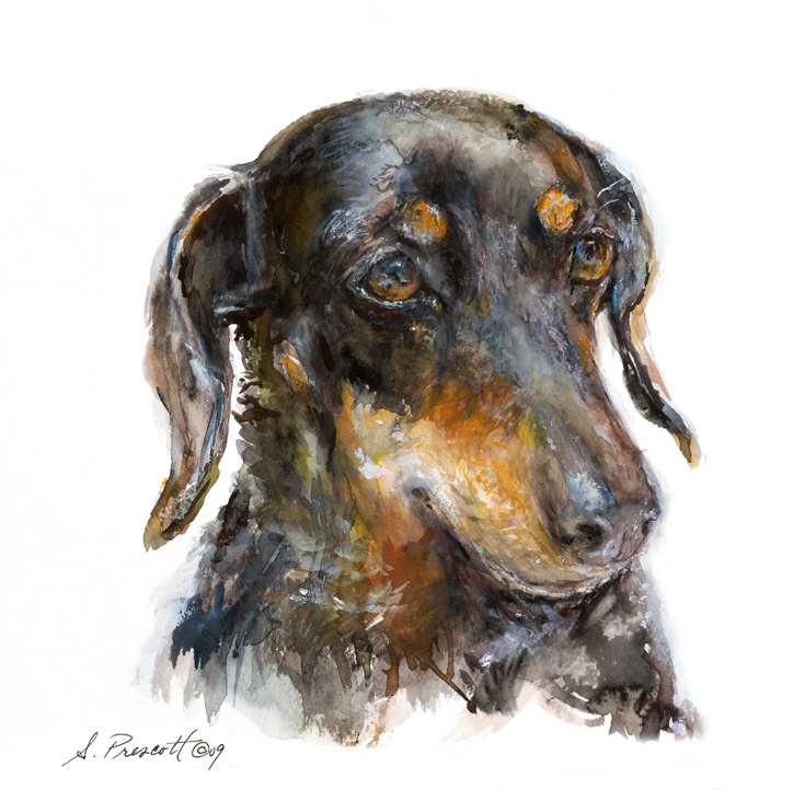 Dachshund - Brandy