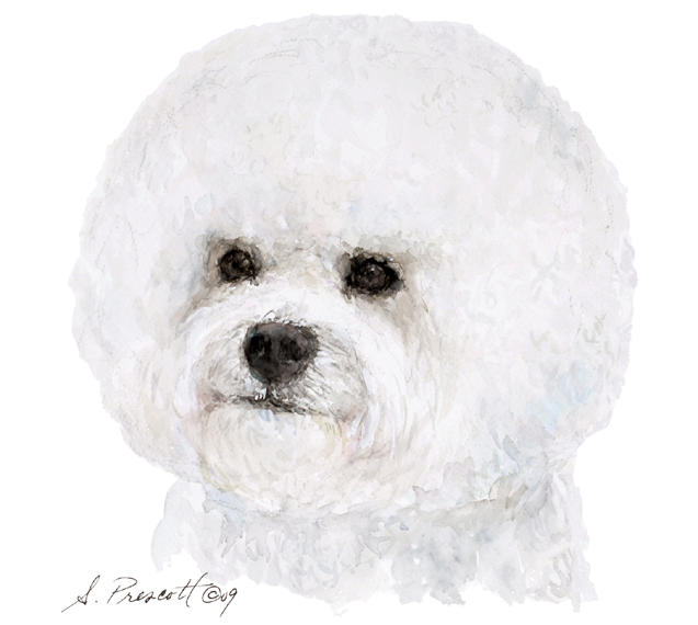 Bichon Friese - Emme