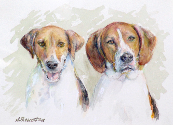 Coon Hound
