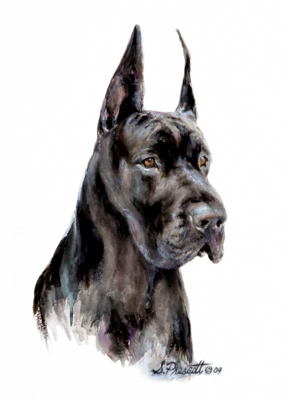 Great Dane - Tonka