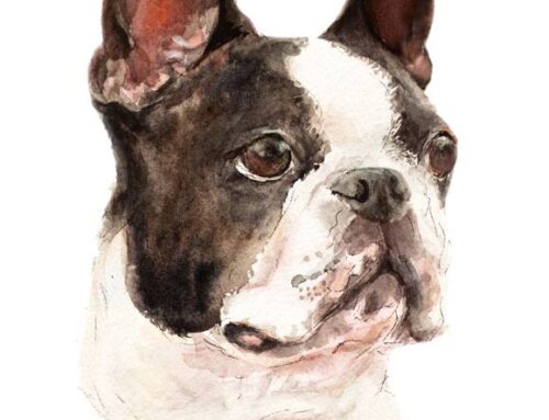 Boston Terrier Painting